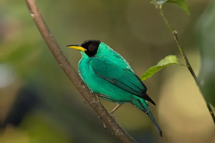 Framed Print : Green Honeycreeper (Cyanerpes lucidus) Costa Rica Framed Print : Green Honeycreeper (Cyanerpes lucidus) Costa Rica