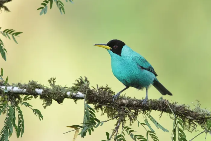 Framed Print : Green Honeycreeper in rainforest Framed Print : Green Honeycreeper in rainforest