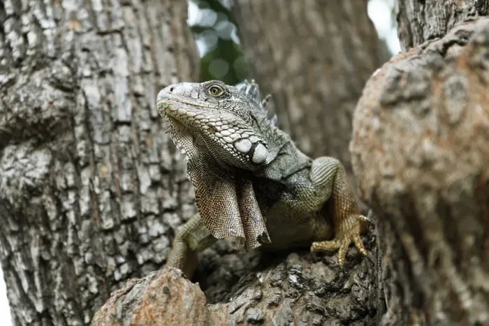 Framed Print : Green Iguana -Iguana iguana-, adult, sitting on a tree, Guayaquil, Guayas Province, Ecuador Framed Print : Green Iguana -Iguana iguana-, adult, sitting on a tree, Guayaquil, Guayas Province, Ecuador