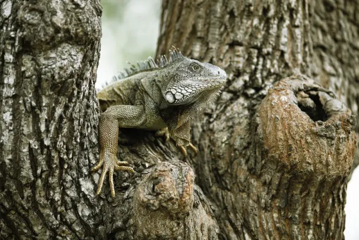 Framed Print : Green Iguana -Iguana iguana-, adult, sitting on a tree, Guayaquil, Guayas Province, Ecuador Framed Print : Green Iguana -Iguana iguana-, adult, sitting on a tree, Guayaquil, Guayas Province, Ecuador
