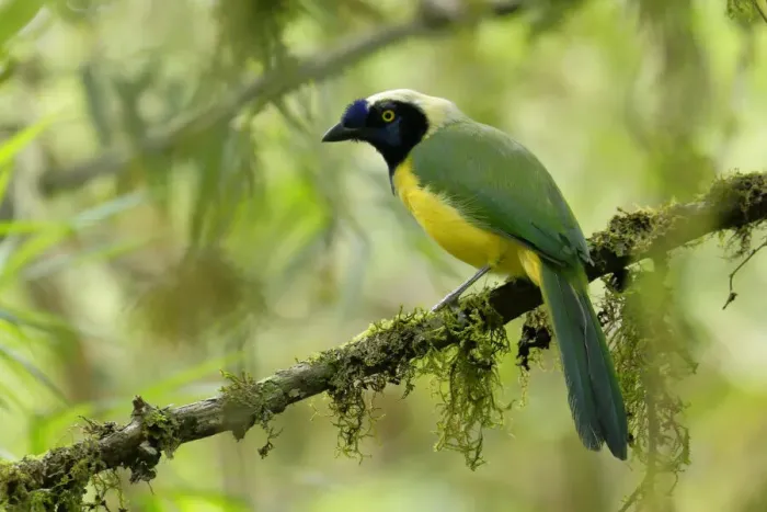 Framed Print : Green Jay (Cyanocorax yncas) inside cloudforest, Ecuador Framed Print : Green Jay (Cyanocorax yncas) inside cloudforest, Ecuador