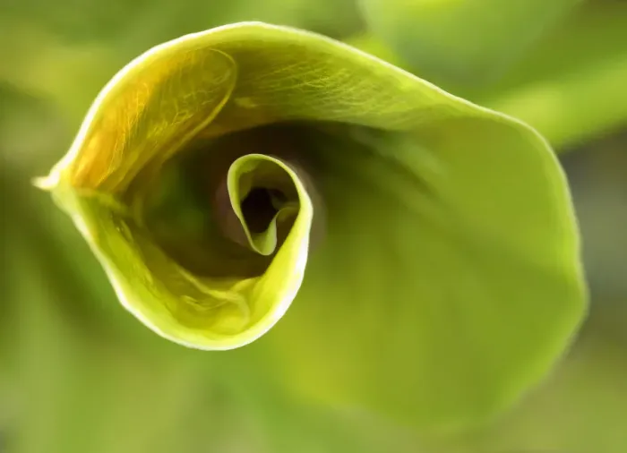 Framed Print : green leaf ear Framed Print : green leaf ear