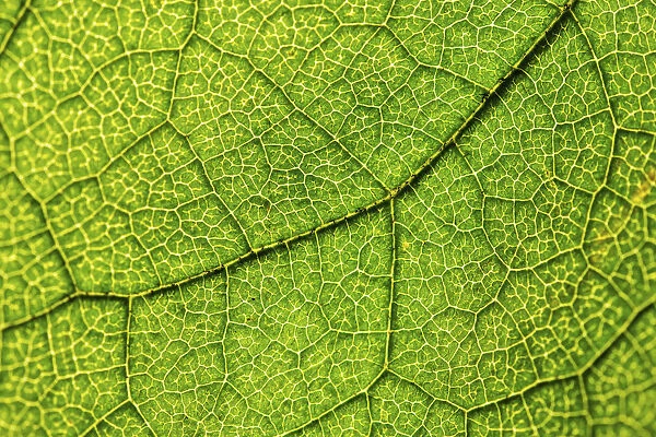 Green leaf, Hazel -Corylus-, leaf veins