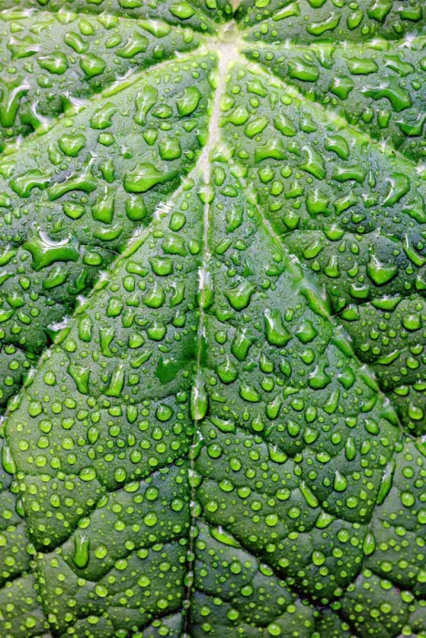 Framed Print : Green leaf with raindrops Framed Print : Green leaf with raindrops