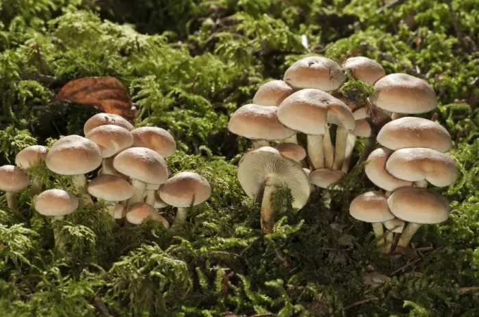 Framed Print : Green leafed Sulphur Tuft or Clustered Woodlover -Hypholoma fasciculare-, Untergroeningen, Baden-Wuerttemberg, Germany, Europe Framed Print : Green leafed Sulphur Tuft or Clustered Woodlover -Hypholoma fasciculare-, Untergroeningen, Baden-Wuerttemberg, Germany, Europe
