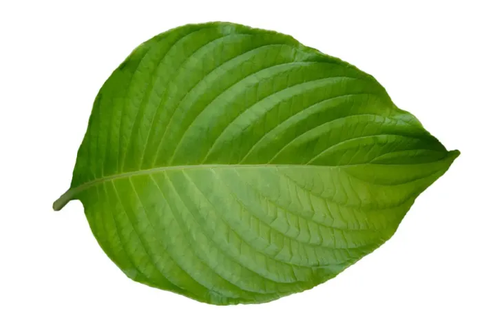 Framed Print : Green leaves set on white isolated background Framed Print : Green leaves set on white isolated background