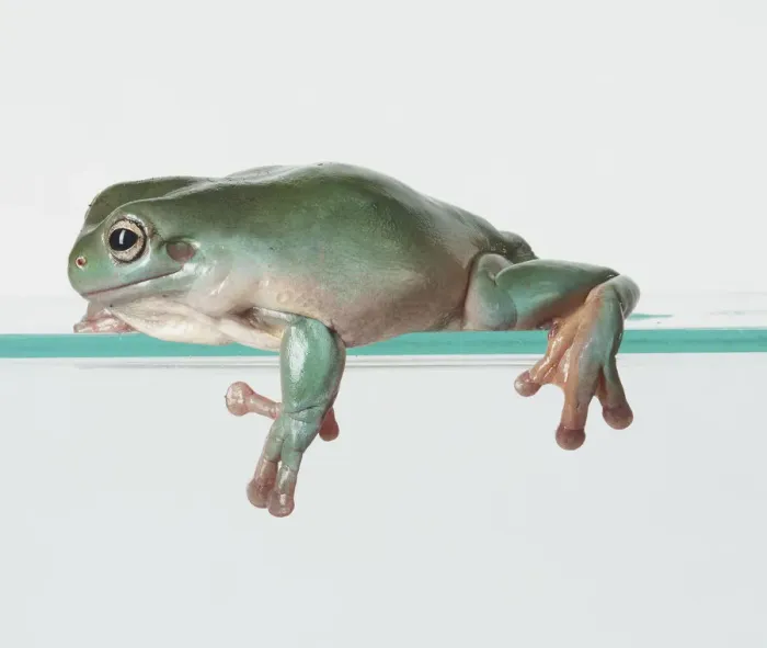 Framed Print : green, litoria caerulea, nobody, plain background, wildlife Framed Print : green, litoria caerulea, nobody, plain background, wildlife