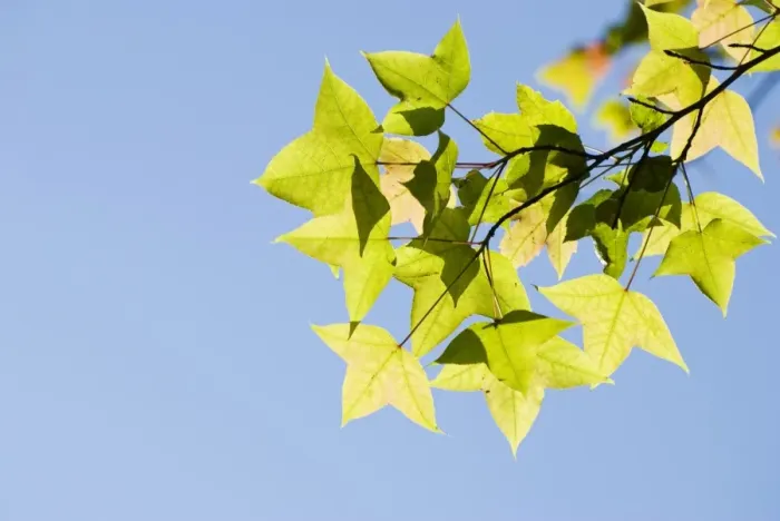 Framed Print : Green maple leaves Framed Print : Green maple leaves