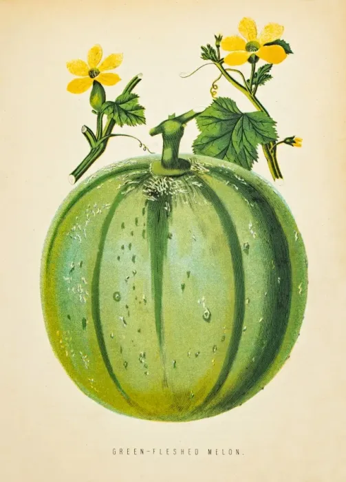 Framed Print : Green Melon illustration 1874 Framed Print : Green Melon illustration 1874