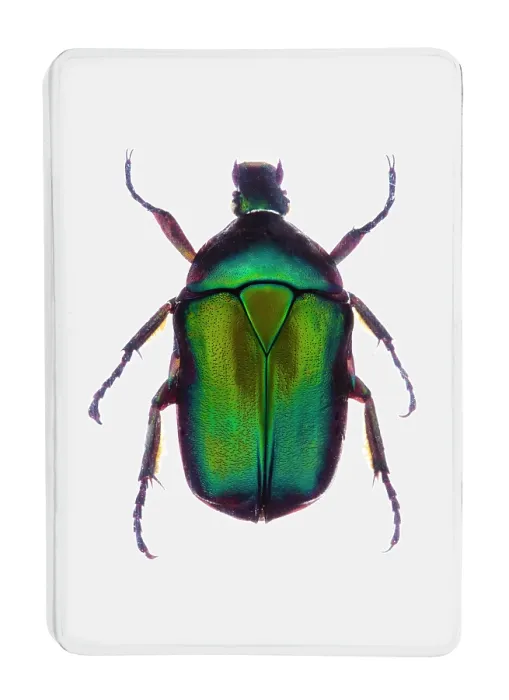 Framed Print : A green metallic beetle in clear resin Framed Print : A green metallic beetle in clear resin