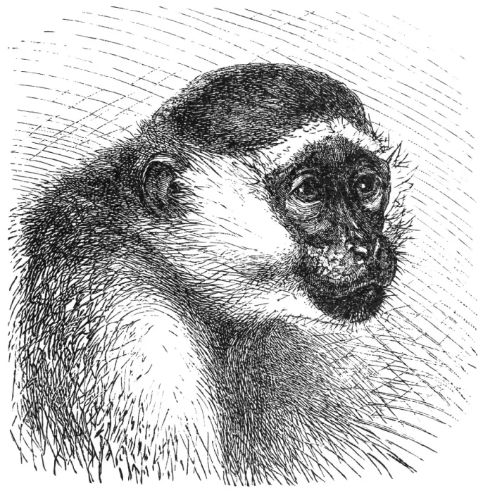 Framed Print : Green monkey (Cercopithecus sabaeus) Framed Print : Green monkey (Cercopithecus sabaeus)