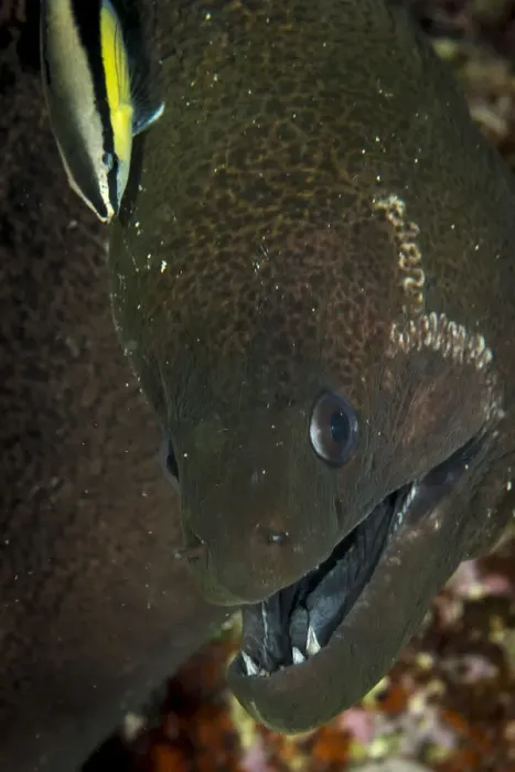 Framed Print : Green Moray Eel Being Cleaned Framed Print : Green Moray Eel Being Cleaned