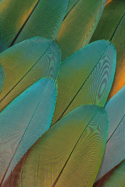 Green Parrot Feather Design, Issaquah, Wa