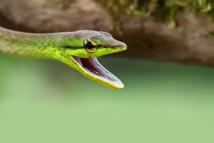 Framed Print : Green parrot snake Framed Print : Green parrot snake