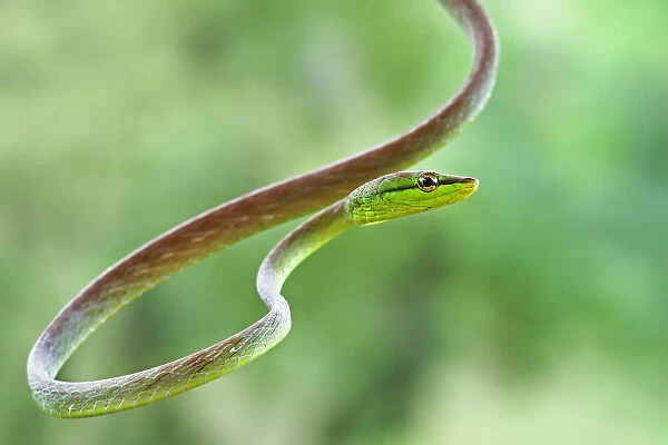 Green Parrot snake in Costa Rica
