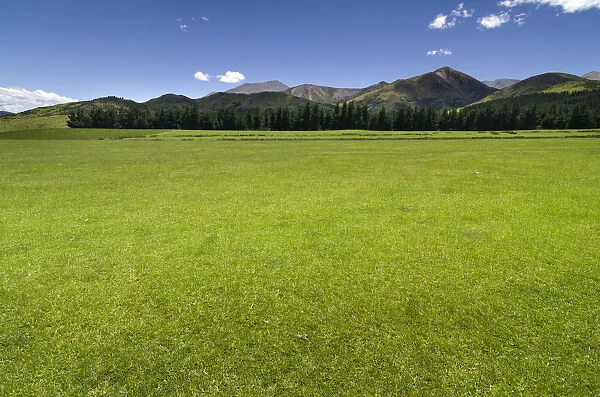 Green pasture, mountain range in the Canterbury Highlands at the back, South Island, New Zealand
