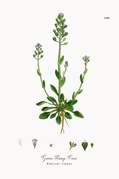Green Penny-Cress, Thlaspi virens, Victorian Botanical Illustration, 1863