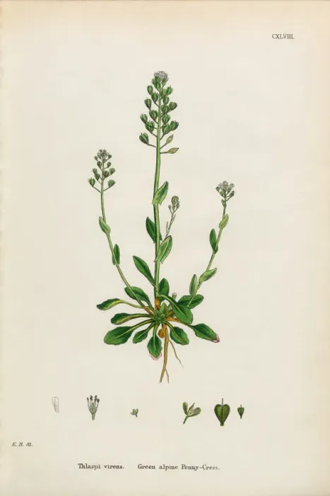 Framed Print : Green Penny-Cress, Thlaspi virens, Victorian Botanical Illustration, 1863 Framed Print : Green Penny-Cress, Thlaspi virens, Victorian Botanical Illustration, 1863