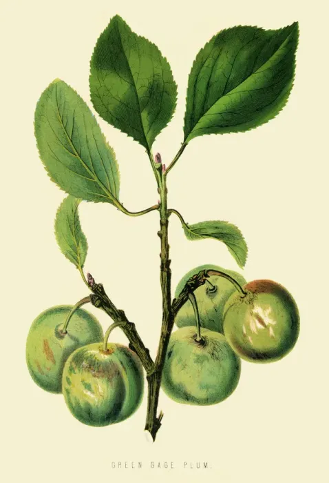 Framed Print : Green plum illustration 1874 Framed Print : Green plum illustration 1874