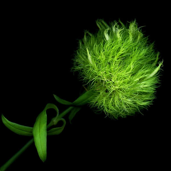 Green pompom flower