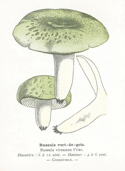 Green Russula mushroom engraving 1895