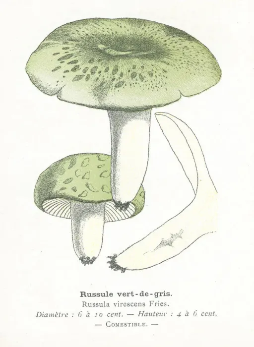 Framed Print : Green Russula mushroom engraving 1895 Framed Print : Green Russula mushroom engraving 1895