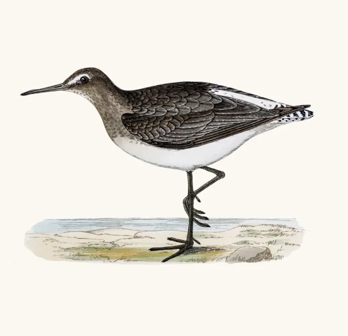 Framed Print : Green Sandpiper shorebird Framed Print : Green Sandpiper shorebird