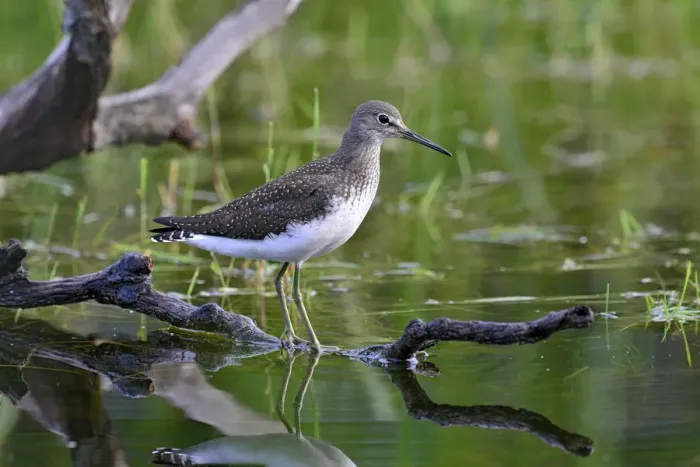Framed Print : Green Sandpiper -Tringa ochropus-, winter plumage, Tyrol, Austria