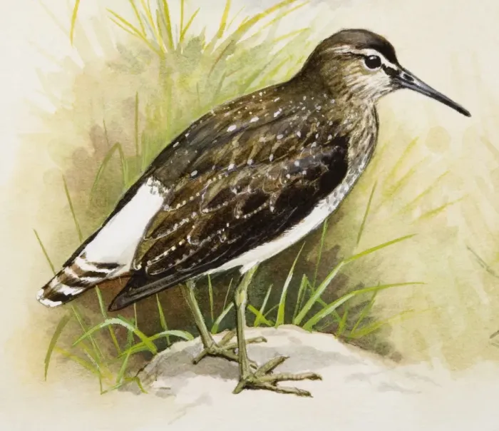 Framed Print : Green Sandpiper (Tringa ochropus), standing, side view