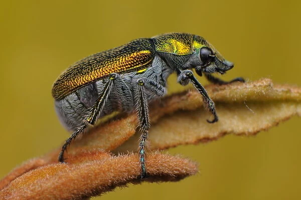 Green Scarab Beetle - Diphucephala sp