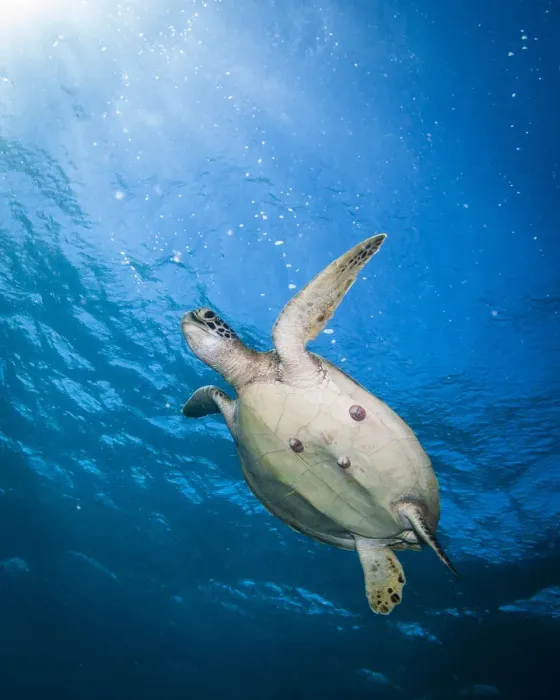 Framed Print : Green Sea Turtle Framed Print : Green Sea Turtle