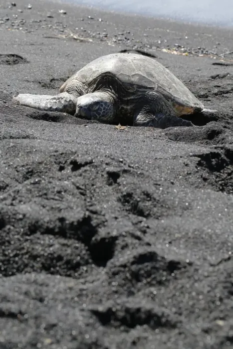 Framed Print : Green sea turtle -Chelonia mydas-, Black Sand Beach of Punaluu, Big Island of Hawaii, USA Framed Print : Green sea turtle -Chelonia mydas-, Black Sand Beach of Punaluu, Big Island of Hawaii, USA
