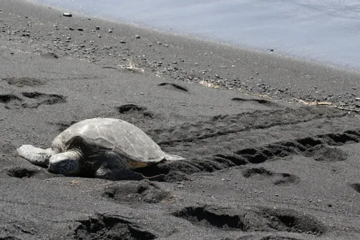 Framed Print : Green sea turtle -Chelonia mydas-, Black Sand Beach of Punaluu, Big Island of Hawaii, USA Framed Print : Green sea turtle -Chelonia mydas-, Black Sand Beach of Punaluu, Big Island of Hawaii, USA