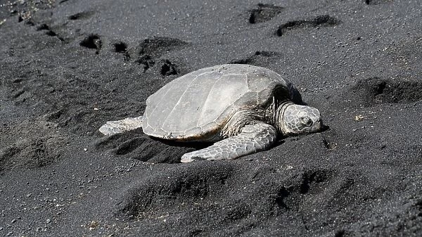Green sea turtle -Chelonia mydas-, Black Sand Beach of Punaluu, Big Island of Hawaii, USA
