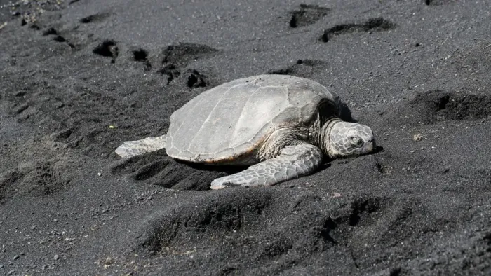 Framed Print : Green sea turtle -Chelonia mydas-, Black Sand Beach of Punaluu, Big Island of Hawaii, USA Framed Print : Green sea turtle -Chelonia mydas-, Black Sand Beach of Punaluu, Big Island of Hawaii, USA