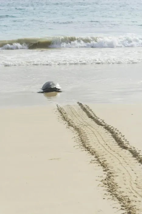 Framed Print : Green Sea Turtle or Pacific Green Turtle -Chelonia mydas japonica- on the way to the sea, Floreana, Galapagos Islands, Ecuador