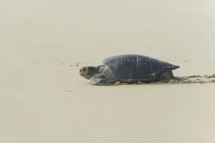 Framed Print : Green Sea Turtle or Pacific Green Turtle -Chelonia mydas japonica- on its way to the sea, Floreana, Galapagos Islands, Ecuador