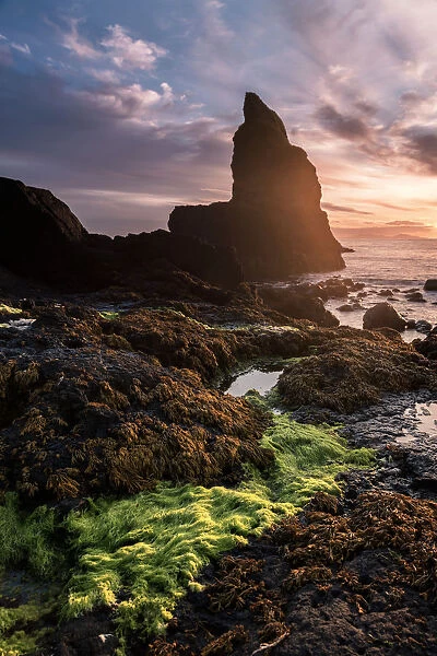 Green seaweed at Talisker Beach, Isle of Skye