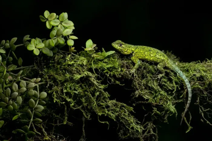 Framed Print : Green Spiny Lizard Framed Print : Green Spiny Lizard