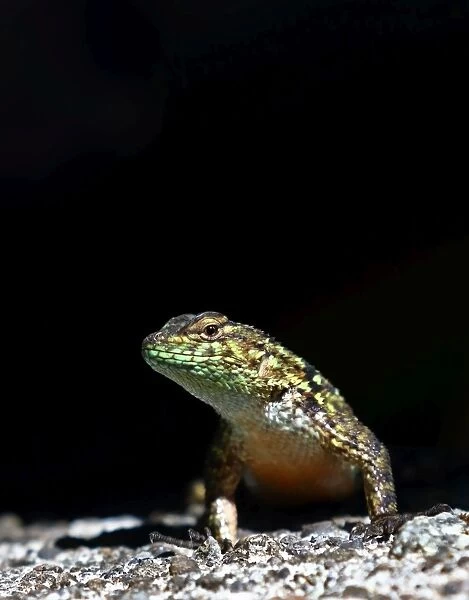 Green spiny lizard - Costa Rica