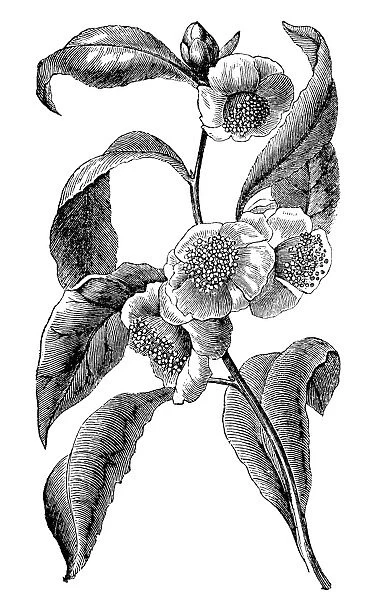 Green tea (Camellia sinensis)