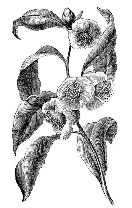 Framed Print : Green tea (Camellia sinensis) Framed Print : Green tea (Camellia sinensis)