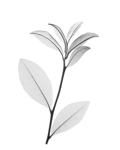Green tea plant (Camellia sinensis), X-ray