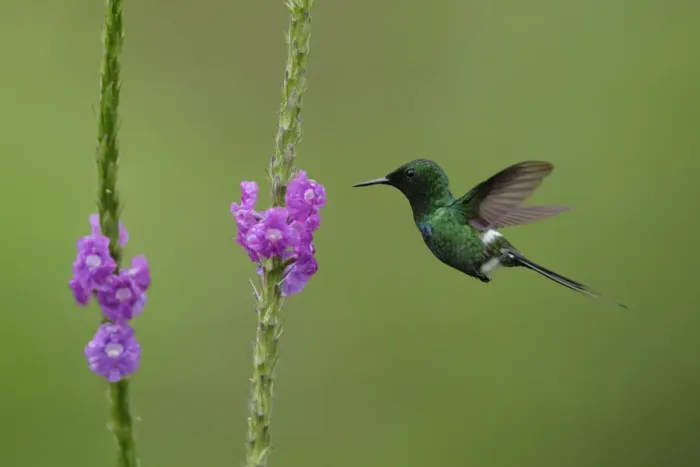 Framed Print : Green Thorntail Framed Print : Green Thorntail