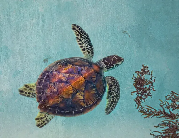 Framed Print : Green Turtle with Sargassum Framed Print : Green Turtle with Sargassum