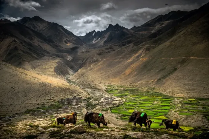Framed Print : Green valley in Tibet Framed Print : Green valley in Tibet
