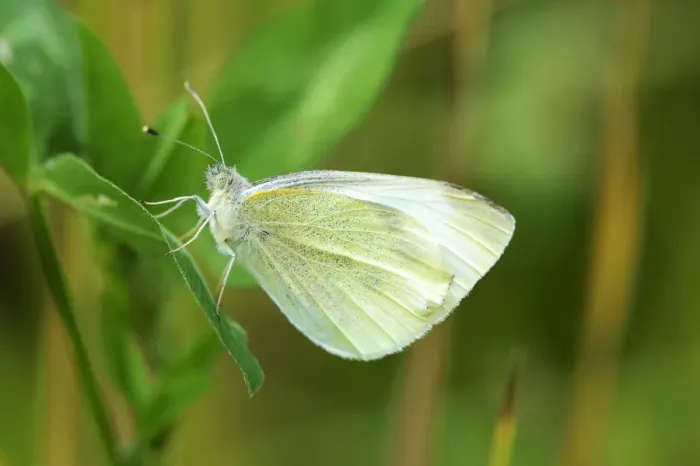 Framed Print : Green-veined White -Pieris napi-, underside, Zug, Switzerland, Europe Framed Print : Green-veined White -Pieris napi-, underside, Zug, Switzerland, Europe