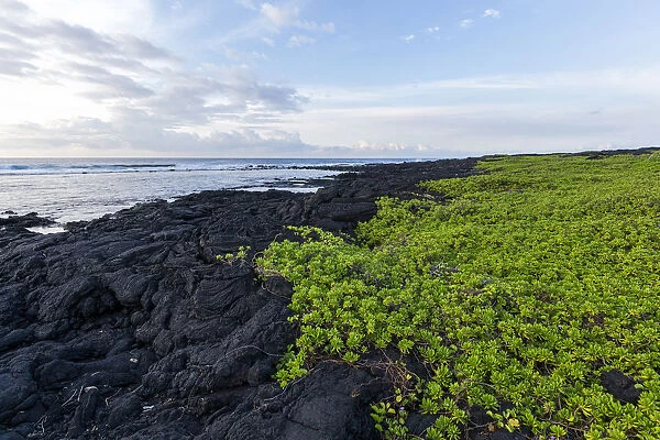 Green vine growing on lava rock shoreline, Hawaii, USA