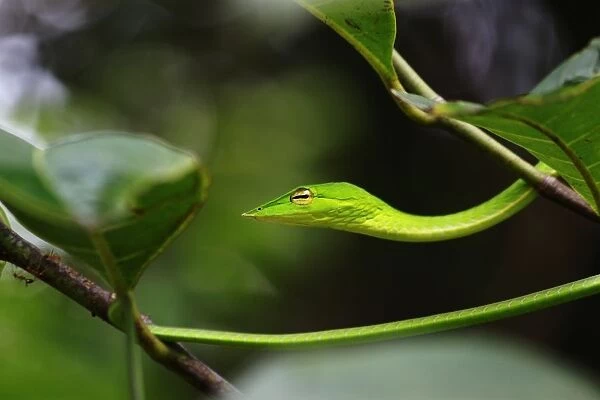 Green Vine snake (Ahaetulla nasuta)
