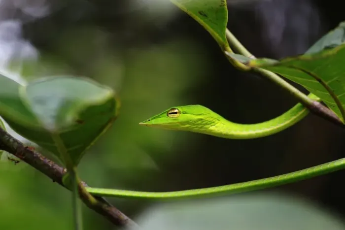 Framed Print : Green Vine snake (Ahaetulla nasuta) Framed Print : Green Vine snake (Ahaetulla nasuta)